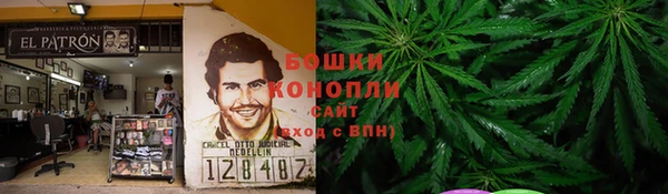 сатива Новокубанск